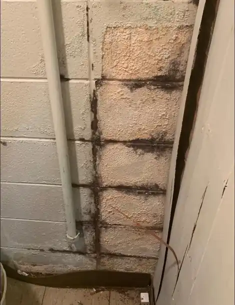 Mold staining on a block foundation wall in a basement